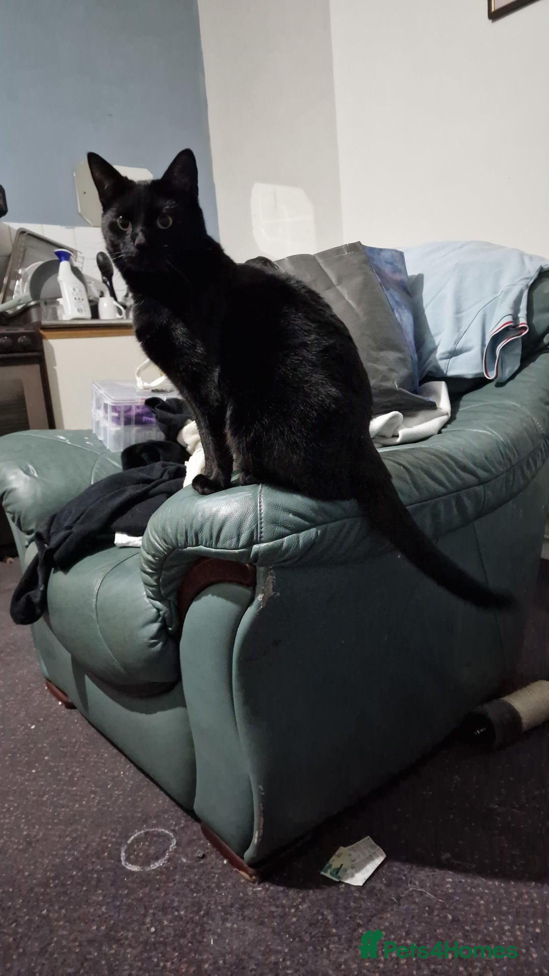 Mixed Breed cats for sale: Shadow - Advert 2