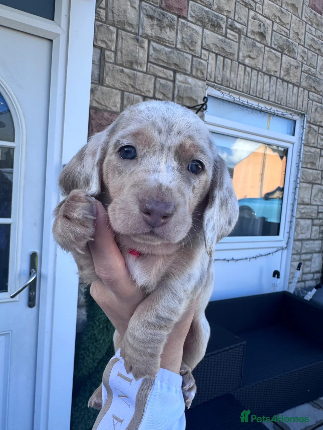 Miniature Dachshund dogs for sale: 3 cute miniature dachshund pupps available  - Advert 2
