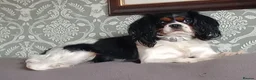 Cavapoo dogs for sale: Cavapoo puppies for sale in Evesham - Advert 2