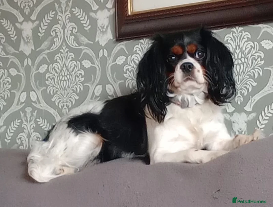 Cavapoo dogs for sale: Cavapoo puppies for sale in Evesham - Advert 2