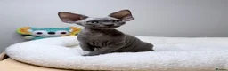 Devon Rex cats for sale: Beautiful blue boy!!!!! Ready to new home! - Advert 9