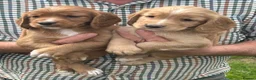 Cocker Spaniel dogs for sale: KC Reg litter of gorgeous Working Cocker Spaniels  - Advert 4