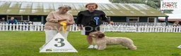 Spanish Water Dog dogs for sale: Spanish water dog  - Advert 21