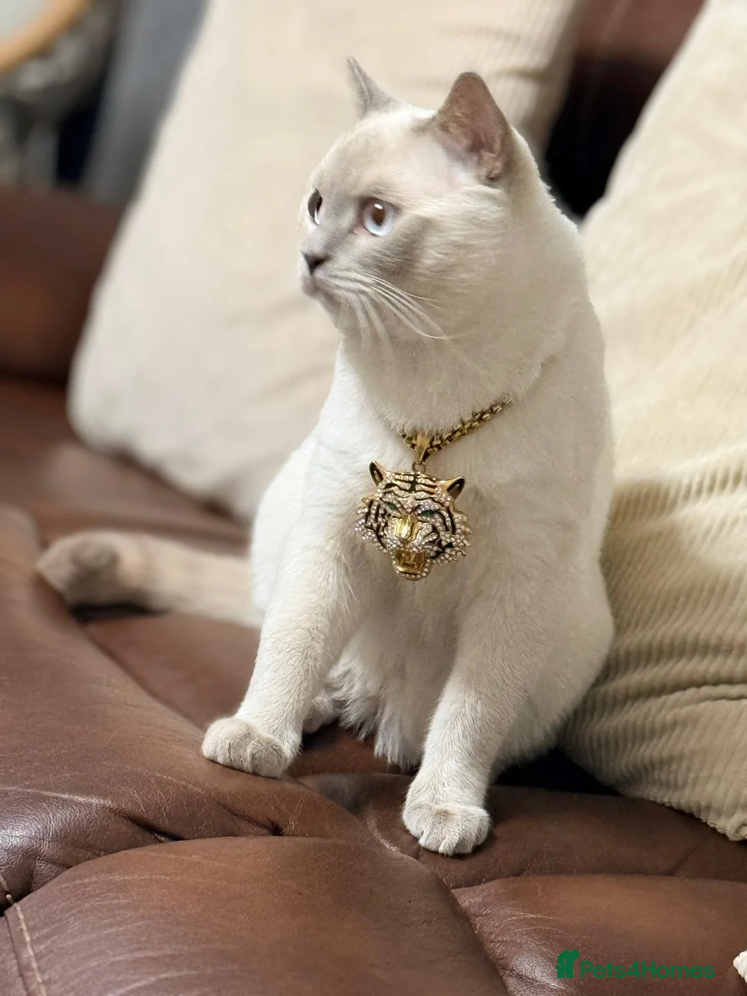 British Shorthair cats for stud: Pedigree White British Shorthair - Colourpoint BSH - Advert 4