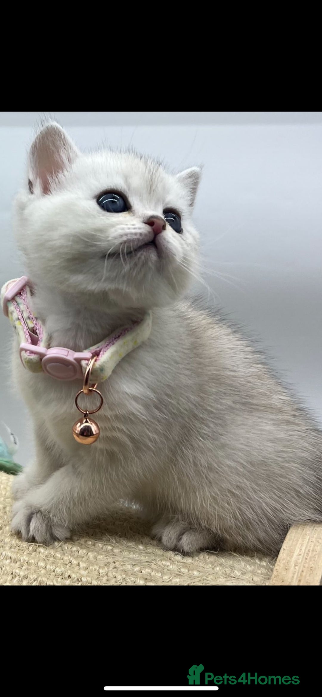 Scottish Fold cats for sale: Beautiful Scottish Straight Kittens - Advert 1