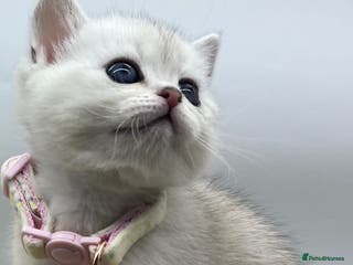 Scottish Fold cats Beautiful Scottish Straight Kittens - Advert 12