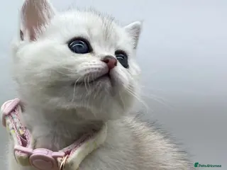 Scottish Fold cats Beautiful Scottish Straight Kittens - Advert 16