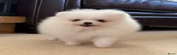 Pomeranian dogs for sale: Tiny White snow Pomeranian Puppies  - Advert 4
