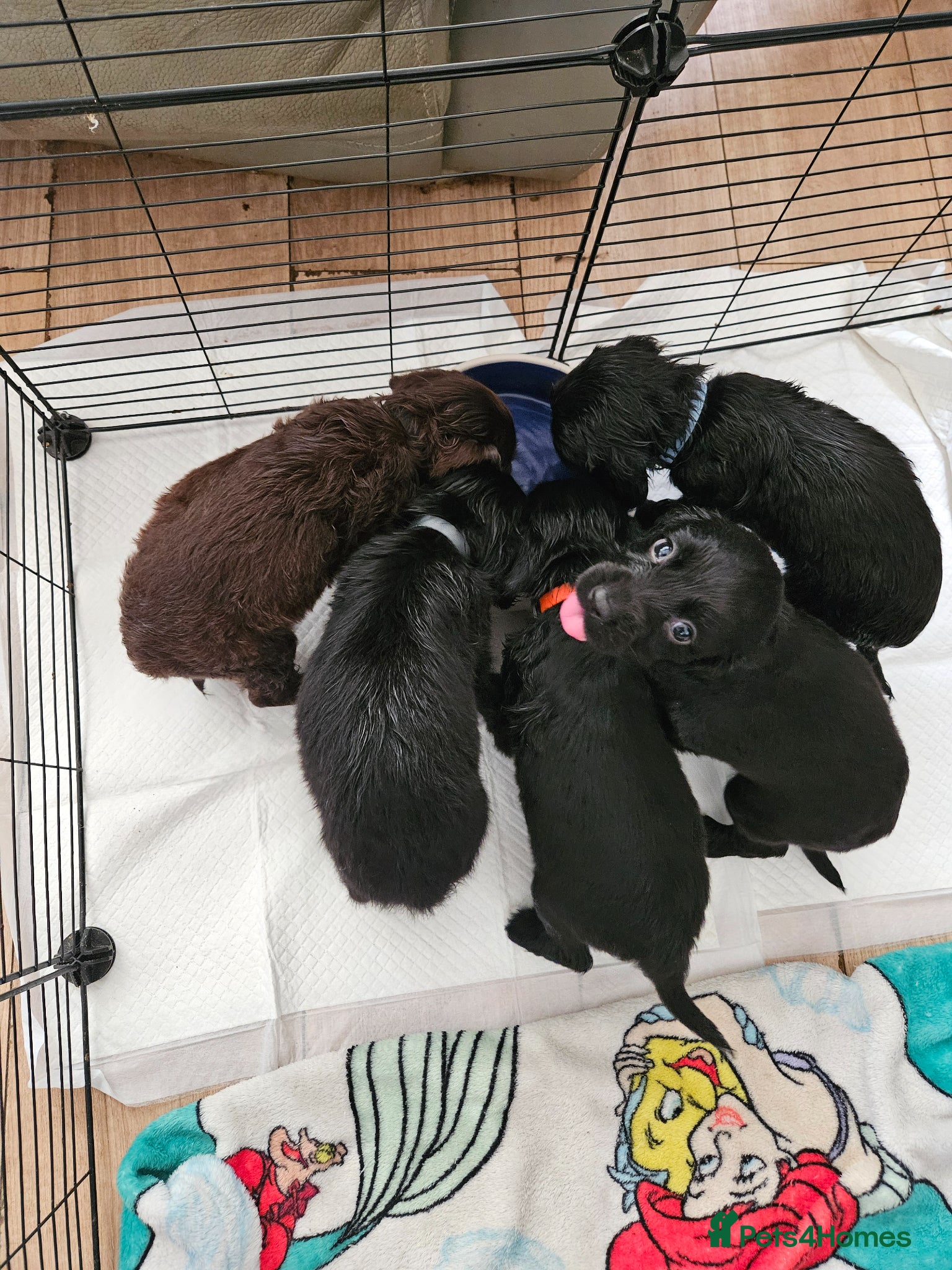 Sprocker dogs Beautiful Sprocker spaniel for sale  - Advert 18