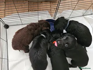 Sprocker dogs Beautiful Sprocker spaniel for sale - Advert 18