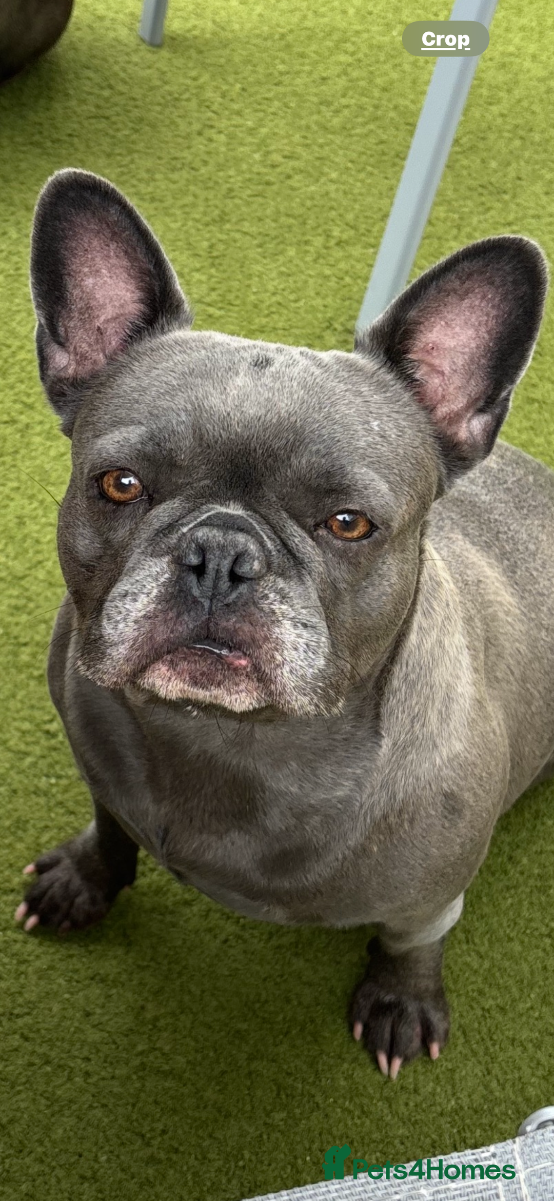 French Bulldog dogs for sale: Three stunning French bulldog puppies  - Image 10