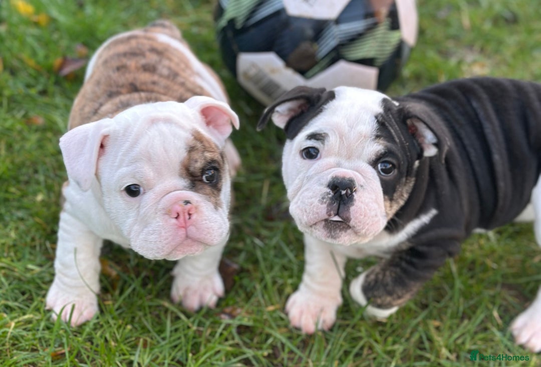 English Bulldog dogs for sale: 🌟Ready Now!🌟 - Advert 27
