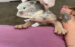 French Bulldog dogs for sale: Kc registered 12 week old French. Bulldogs  - Image 32