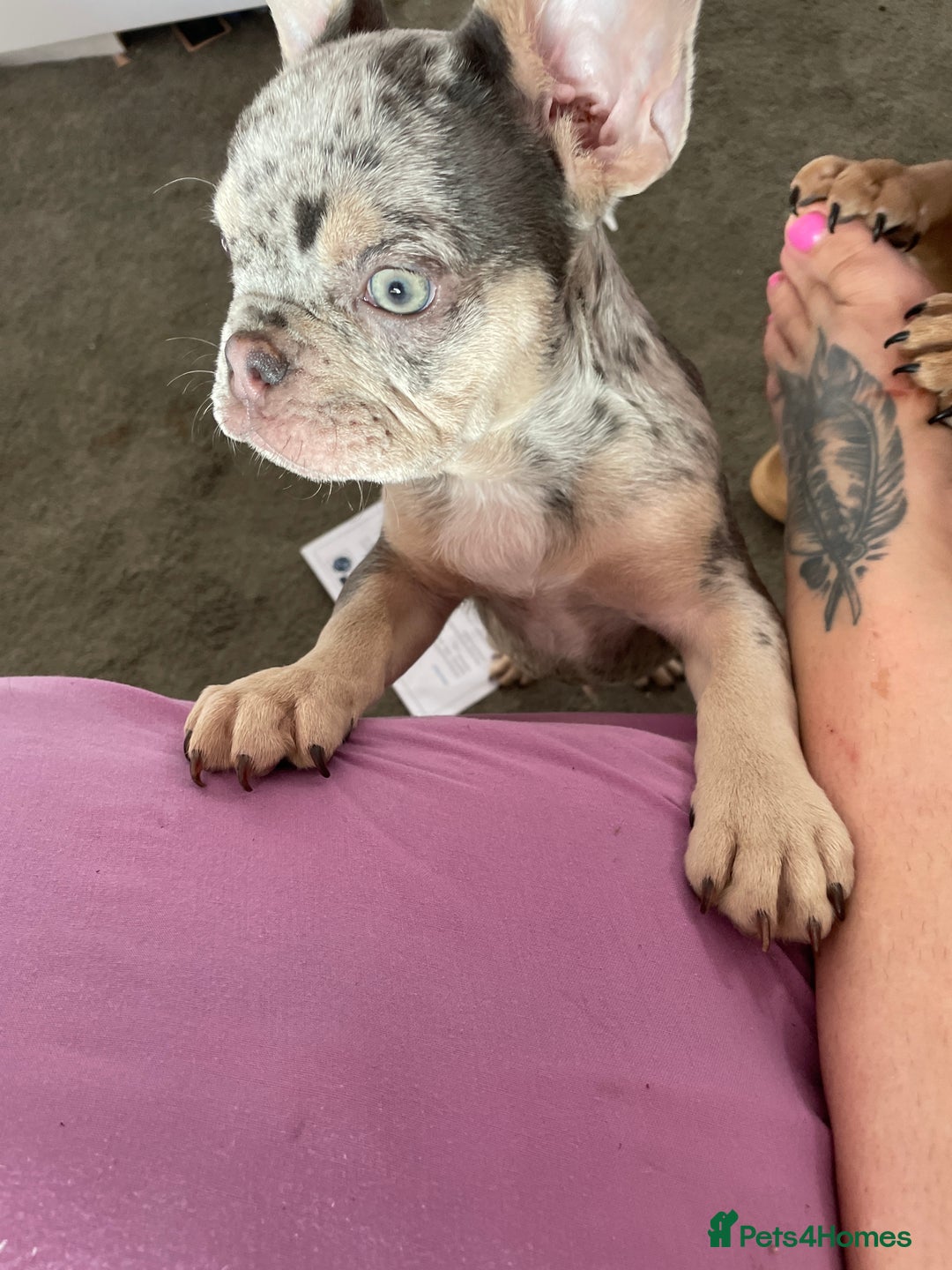 French Bulldog dogs for sale: Kc registered 12 week old French. Bulldogs  - Image 32