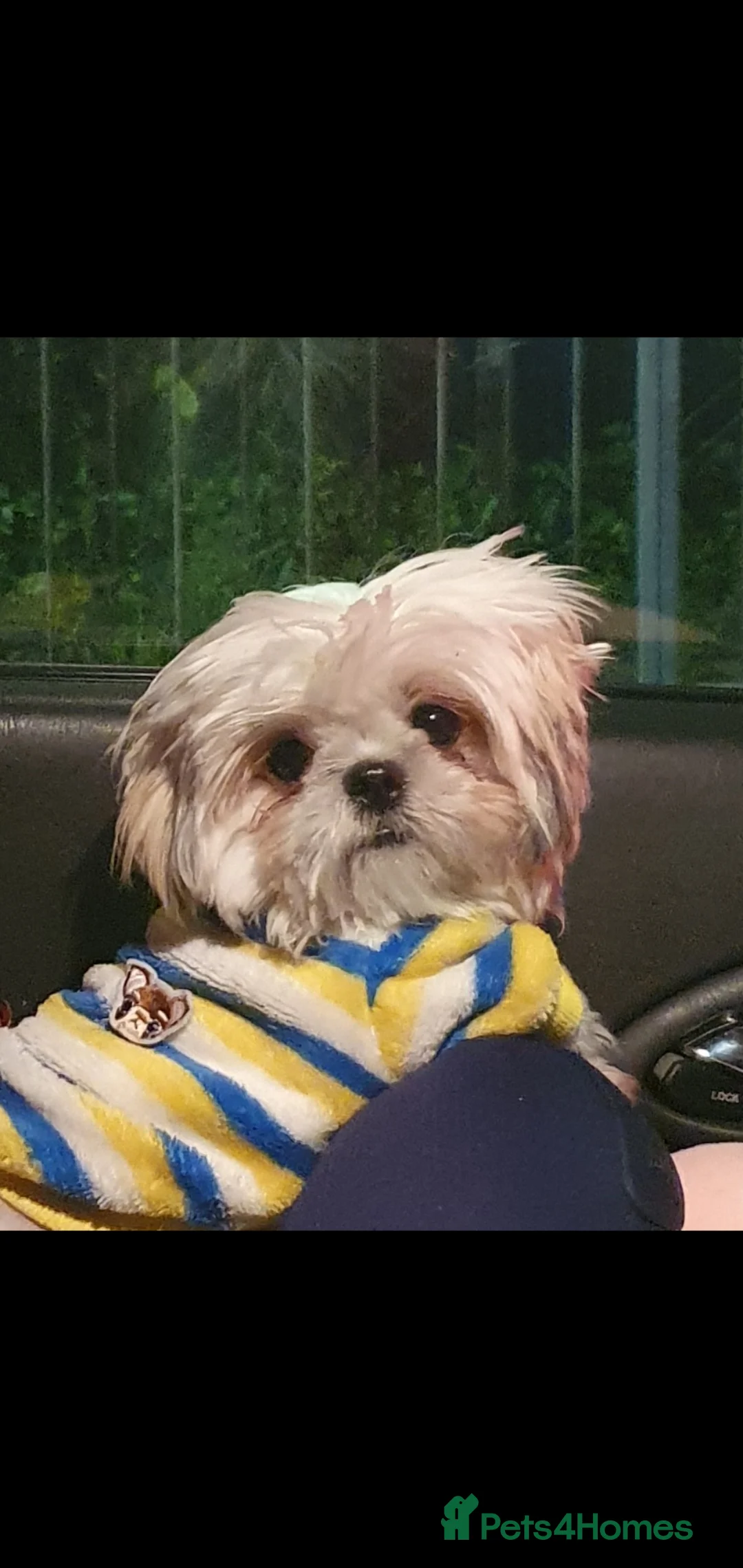 Shih Tzu dogs for stud: Shiz Tzu stud - Advert 3