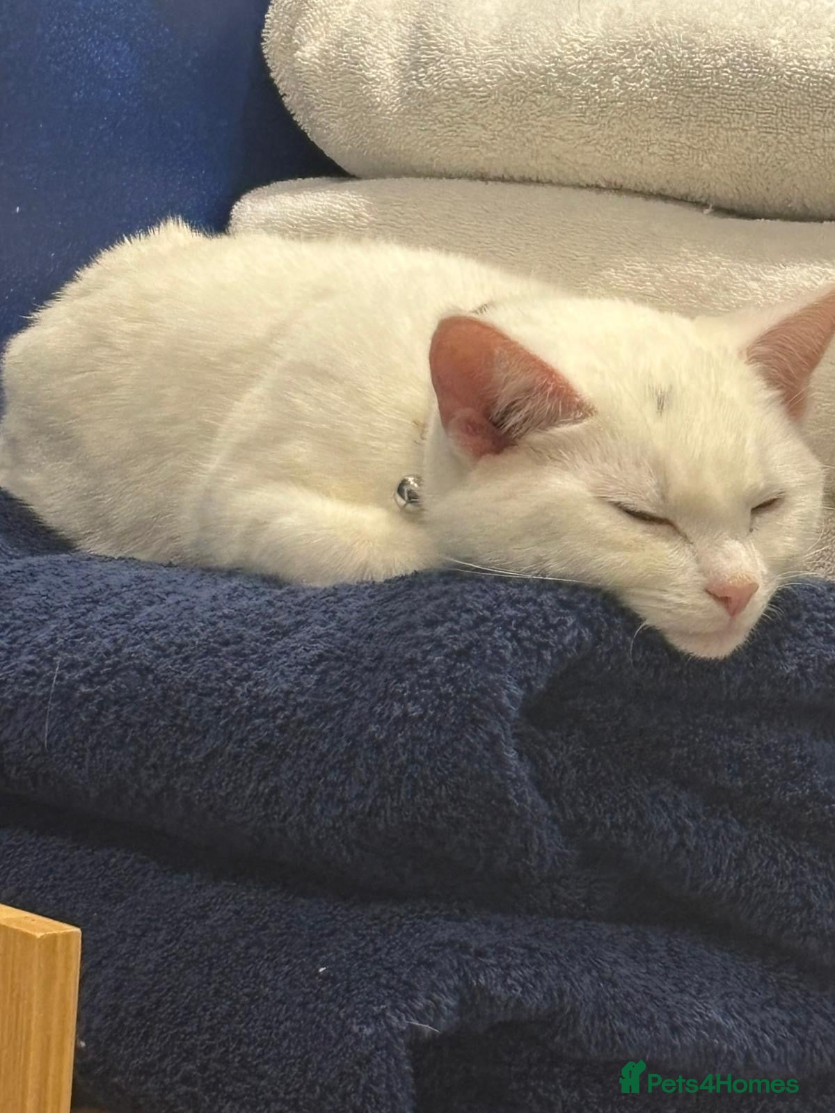 Mixed Breed cats Kittens.  - Advert 1