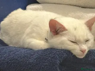 Mixed Breed cats Kittens. - Advert 1