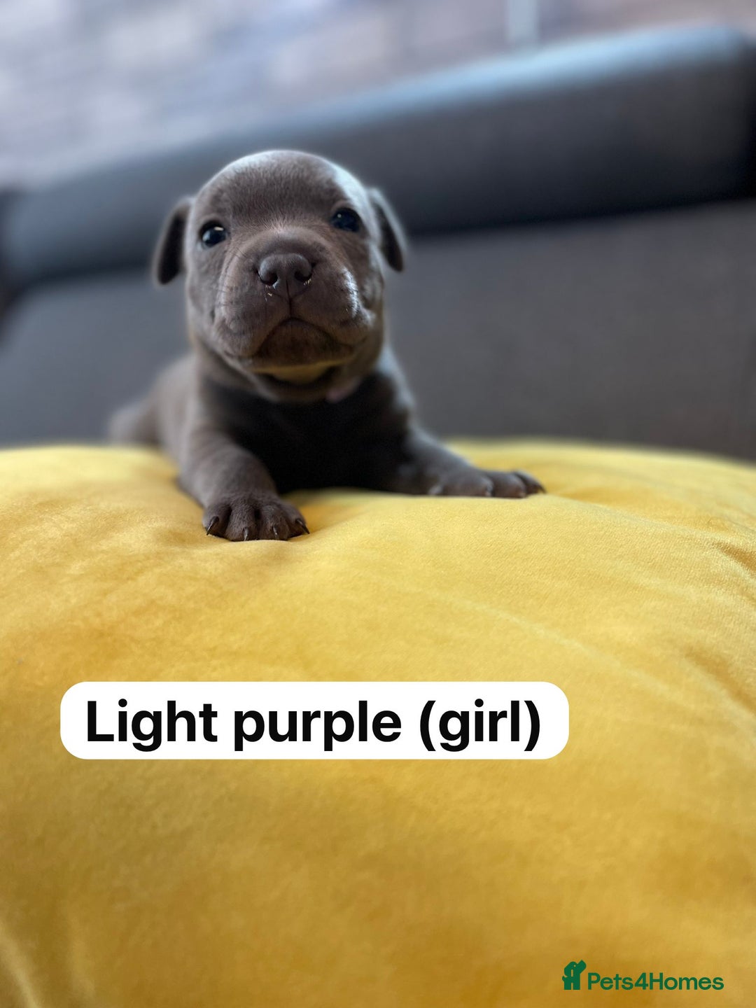 Staffordshire Bull Terrier dogs for sale:   Champion-KC.Reg.Blue Staffordshire Bull Terrier  - Image 8