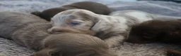 Miniature Dachshund dogs for sale: Beautiful KC long haired miniature dachshunds in Grays - Advert 4