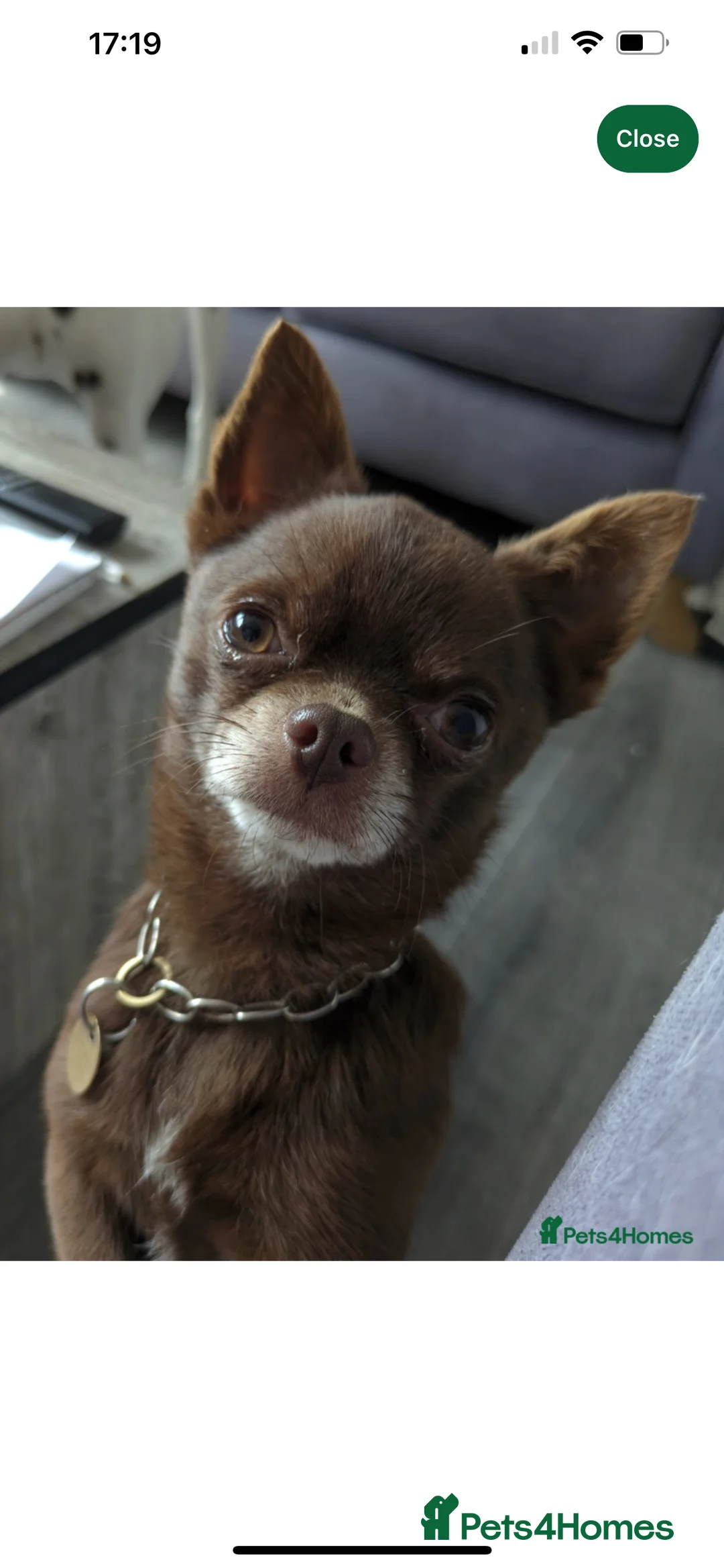 Chihuahua dogs for sale: KC Reg short-hair Chihuahua apple-headed puppies - Advert 22