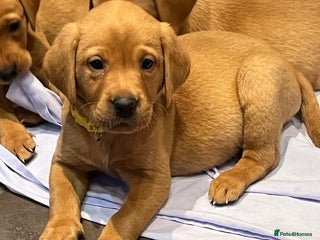 Labrador Retriever dogs 1 Girl Kennel Club Labrador Puppies Health Tested - Advert 10