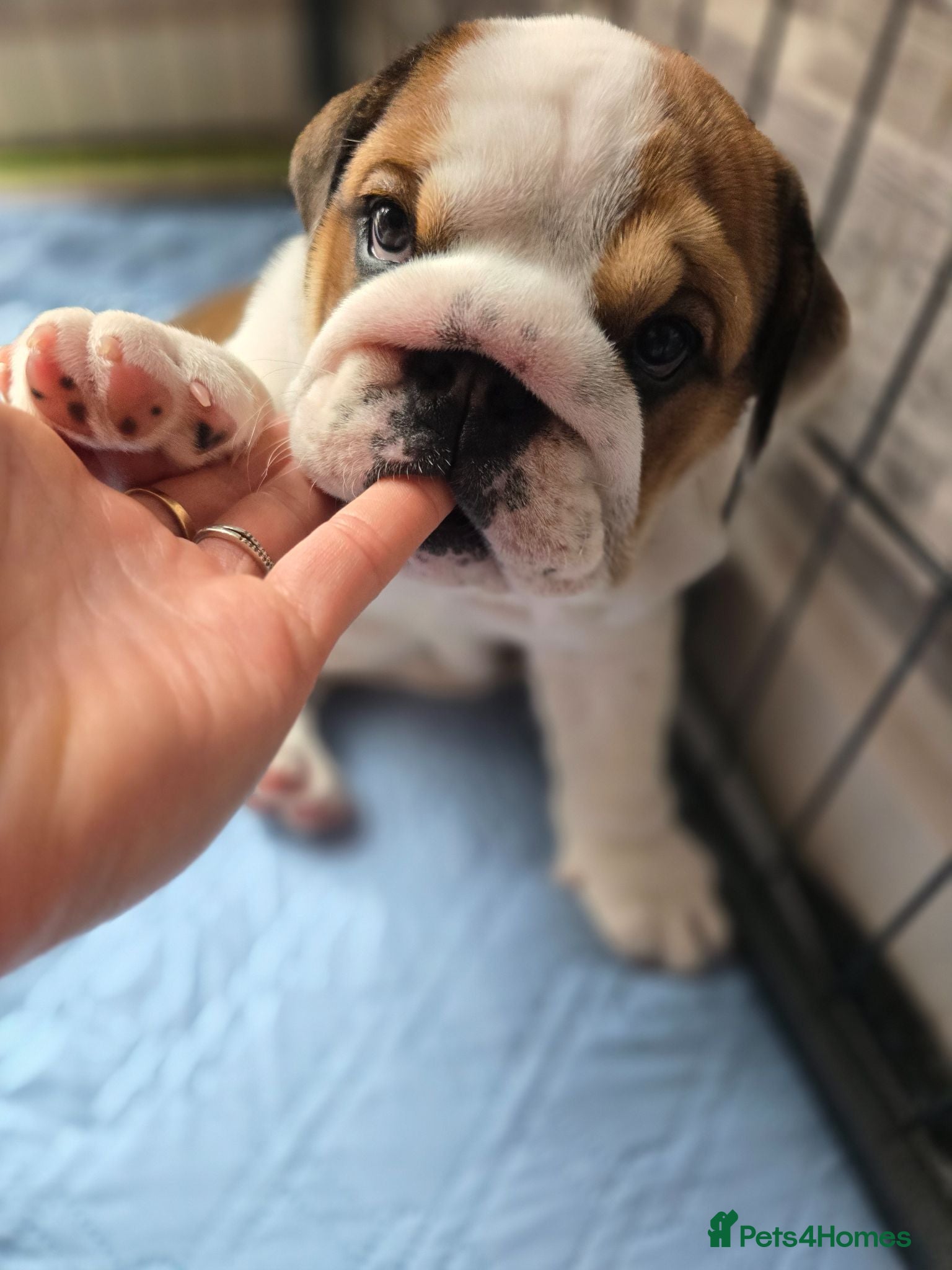 English Bulldog dogs 🐾 Last girl available  ready next week x  - Advert 1