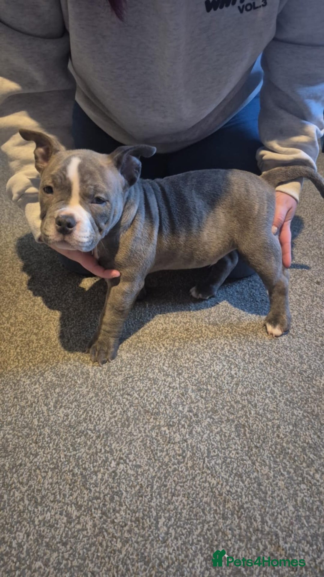 American Bully dogs for sale: 3 American bully’s males  - Advert 12