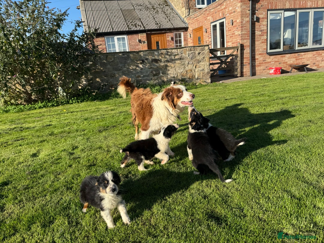 Border Collie dogs for sale: 🖤🤍🤎Fabulous Border Collies 🖤🤍🤎 - Image 7