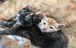 Mixed Breed cats for sale: Mixed female  - Image 2