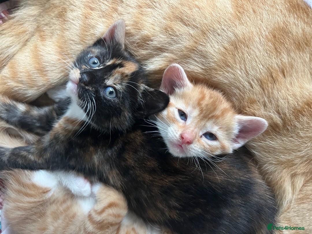 Mixed Breed cats for sale: Mixed female  - Image 2