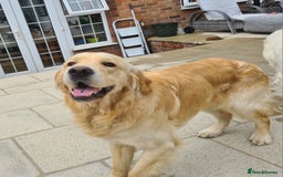 Golden Retriever dogs for stud: KC Golden Retriever for Stud - Image 2