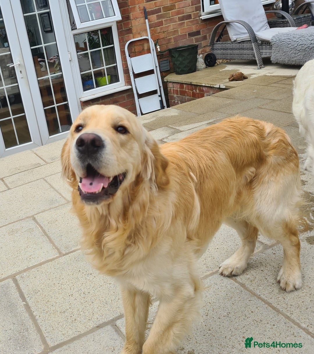 Golden Retriever dogs for stud: KC Golden Retriever for Stud - Image 2
