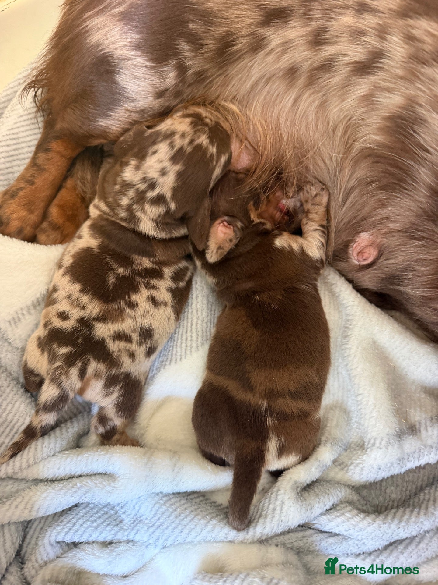Miniature Dachshund dogs for sale: Stunning miniature dachshund pups - Advert 4