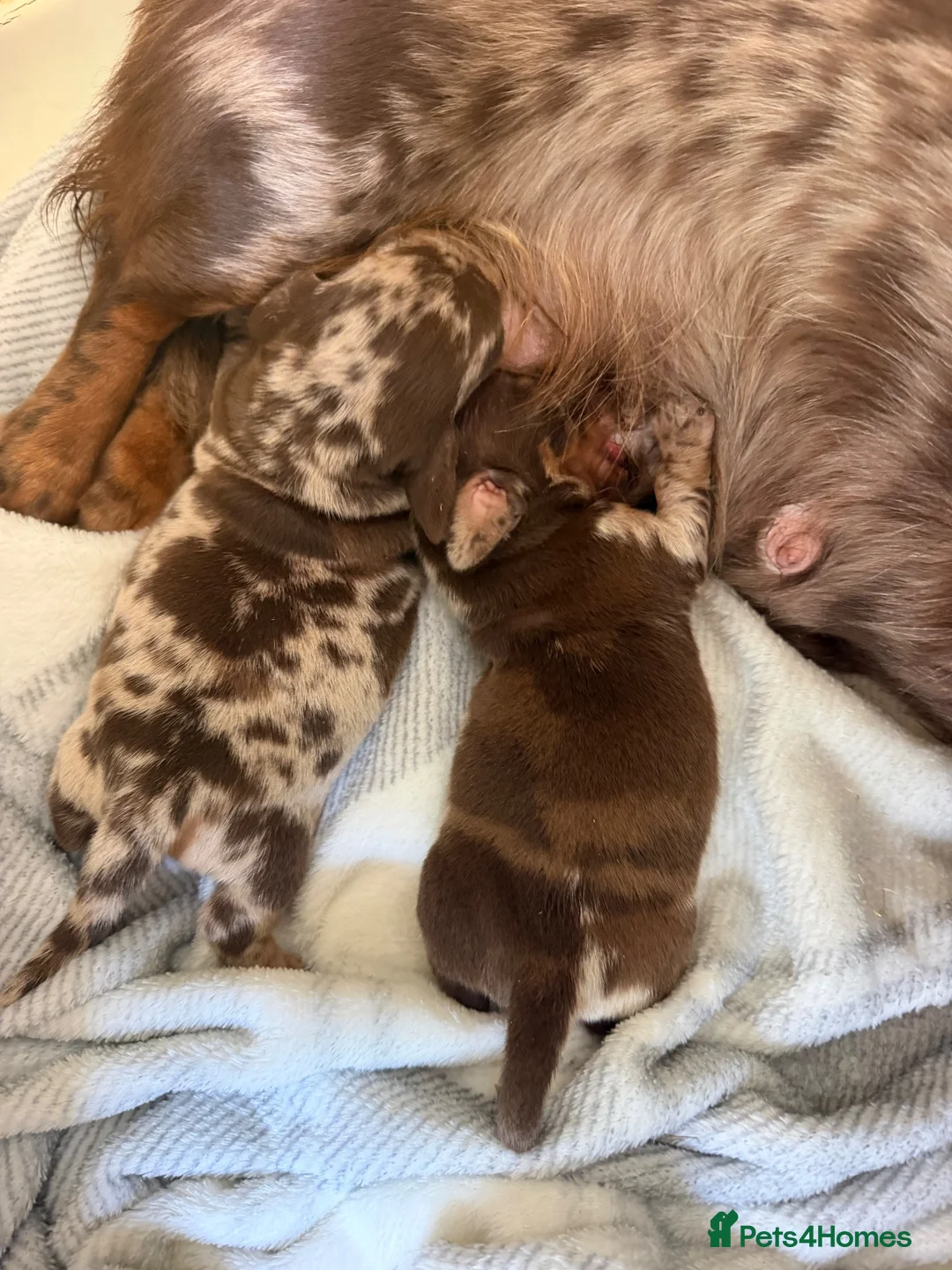 Miniature Dachshund dogs for sale: Stunning miniature dachshund pups - Advert 1