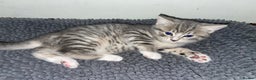 Domestic Shorthair cats for sale: Silver tabby  - Advert 4
