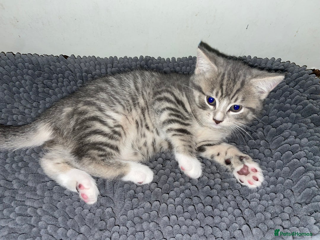 British Shorthair cats for sale: Silver tabby  - Image 4