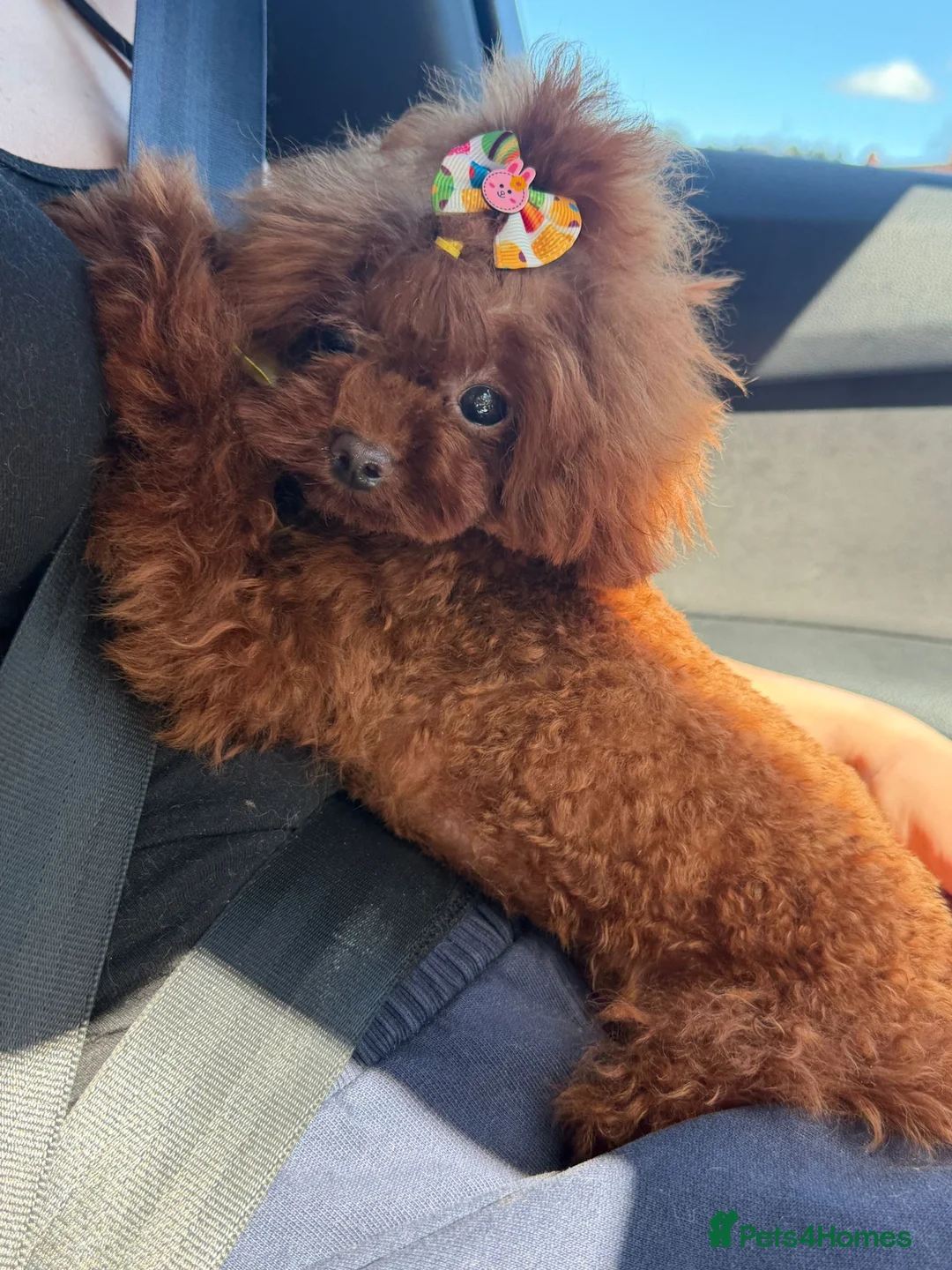 Toy Poodle dogs for stud: One and ONLY 🥰 in Campbeltown - Advert 2
