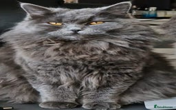 British Longhair cats for sale: Gorgeous Blue British longhair kittens - Image 23