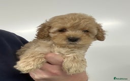 Cavapoo dogs for sale: Fully DNA Health Tested Cavapoo Puppies - Image 15
