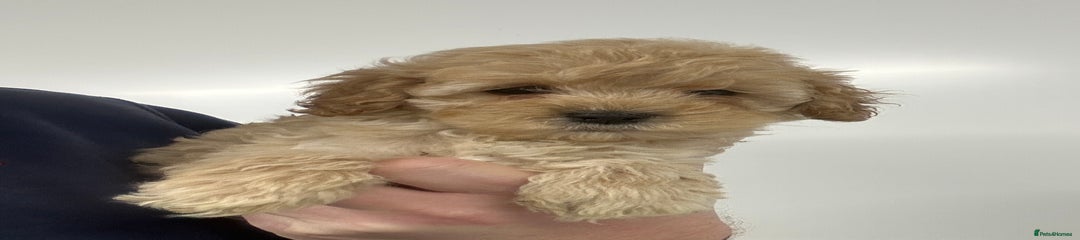 Cavapoo Puppy 7