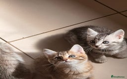 Mixed Breed cats for sale: Cute Kittens - Image 12