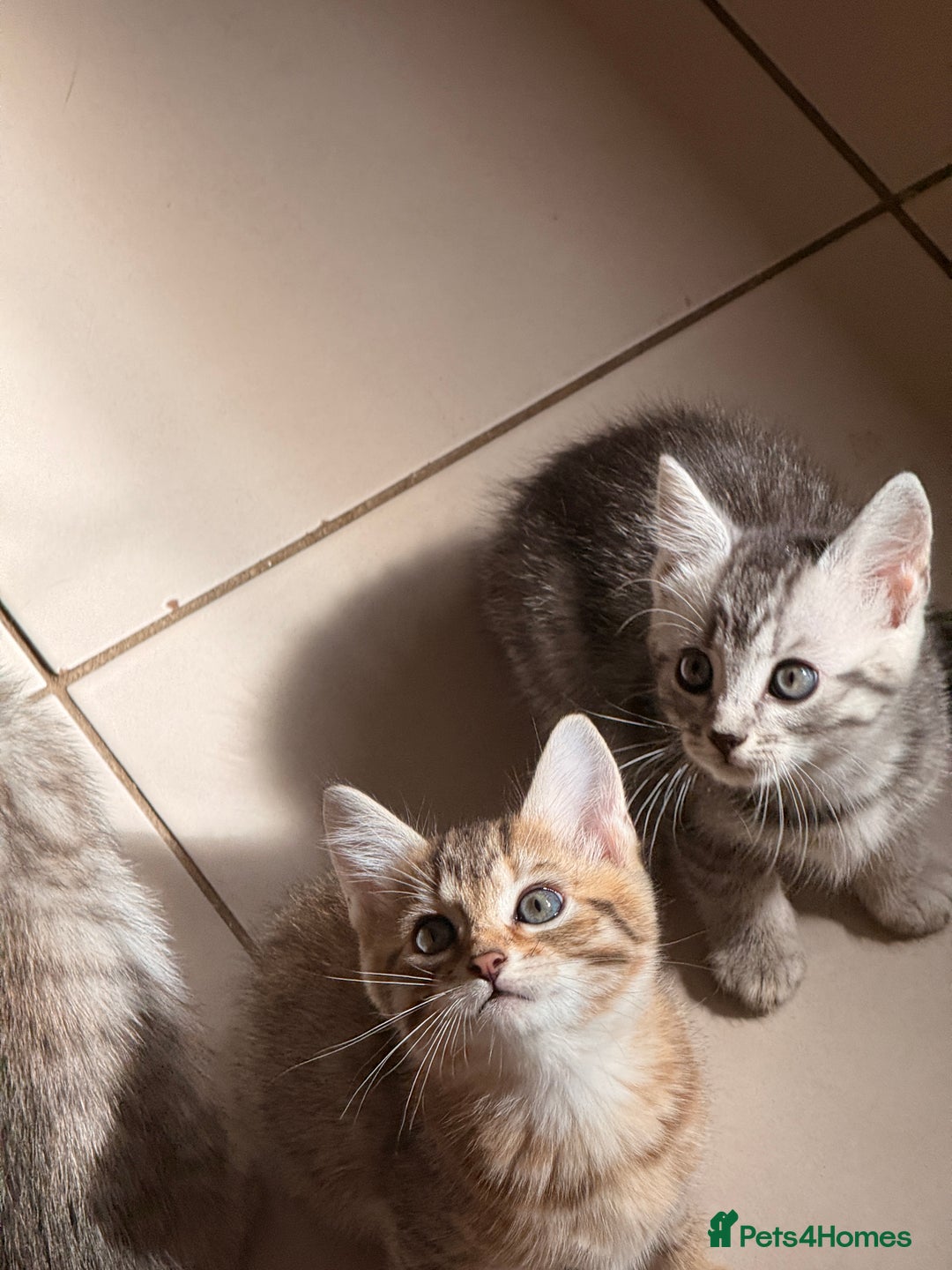 Mixed Breed cats for sale: Cute Kittens - Image 12
