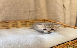 British Shorthair cats for sale: British shorthair kittens  - Image 2