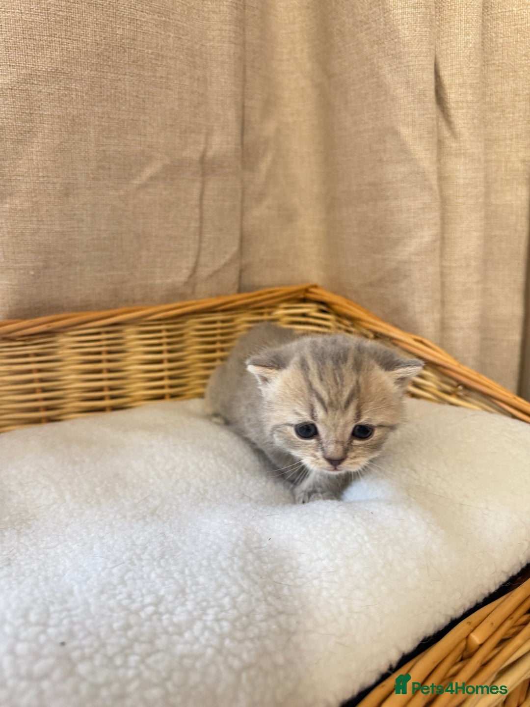 British Shorthair cats for sale: British shorthair kittens  - Image 2
