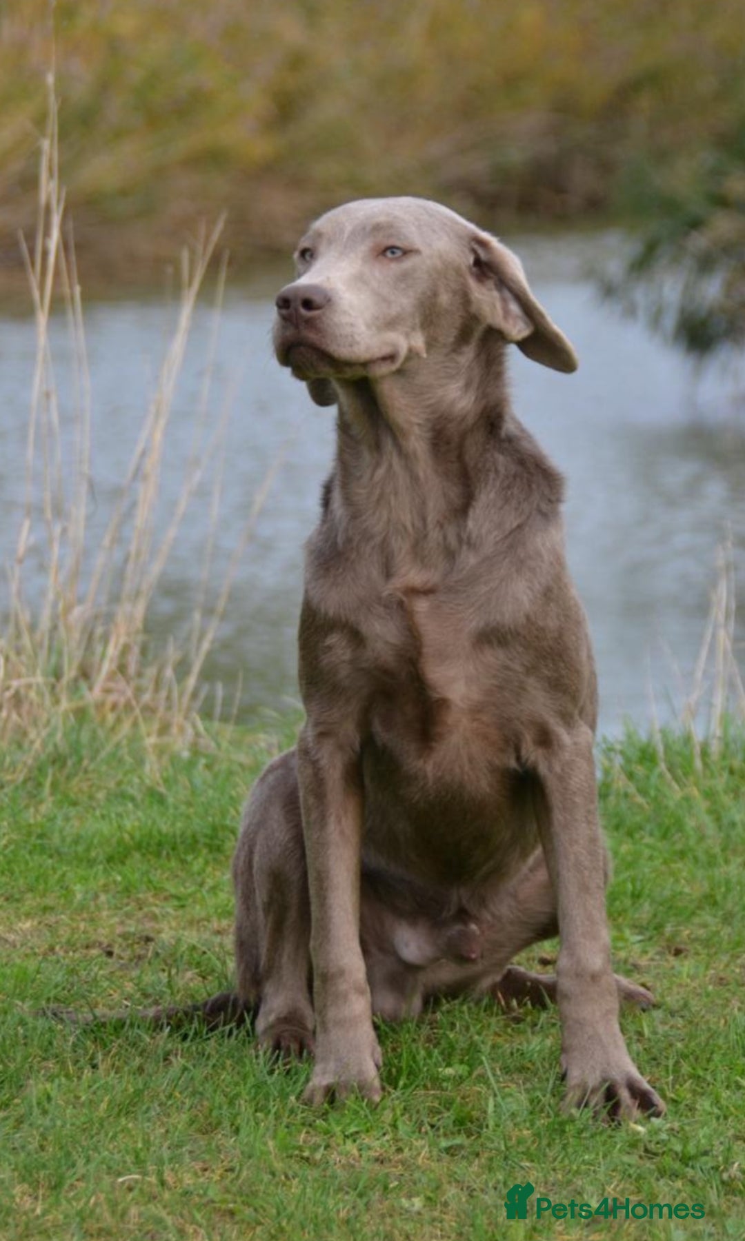 Labrador Retriever dogs for sale: 🩶 beautiful silver/Charcoal KC reg puppies 🩶 - Image 12