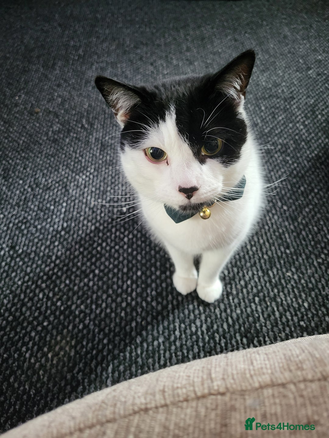 Domestic Shorthair cats for sale: Fluffy boy Oreo - Advert 3