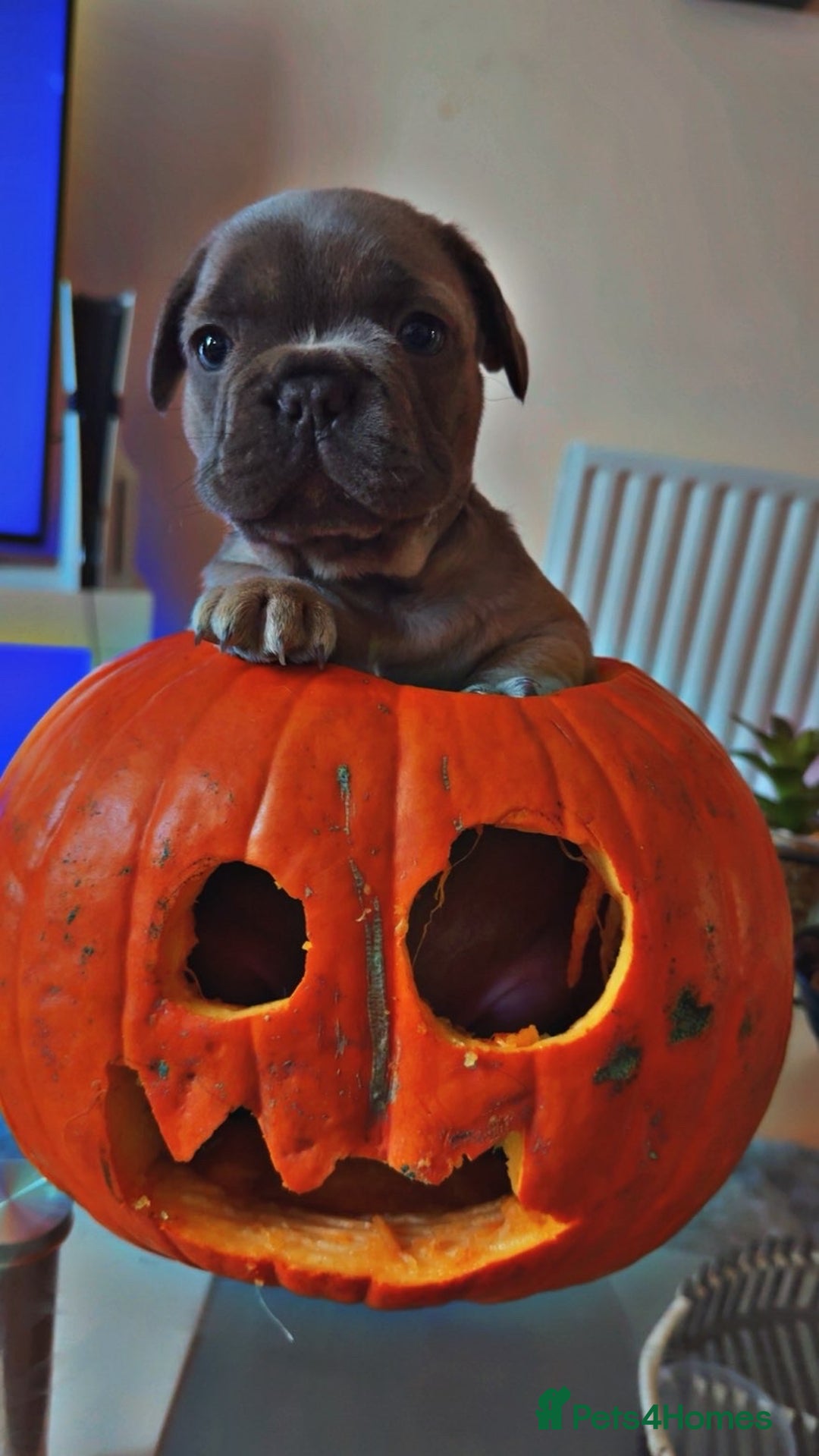 French Bulldog dogs for sale: Frenchbull dogs for sale  - Image 6