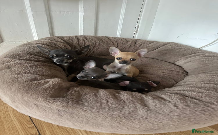 Chihuahua dogs - Advert 1