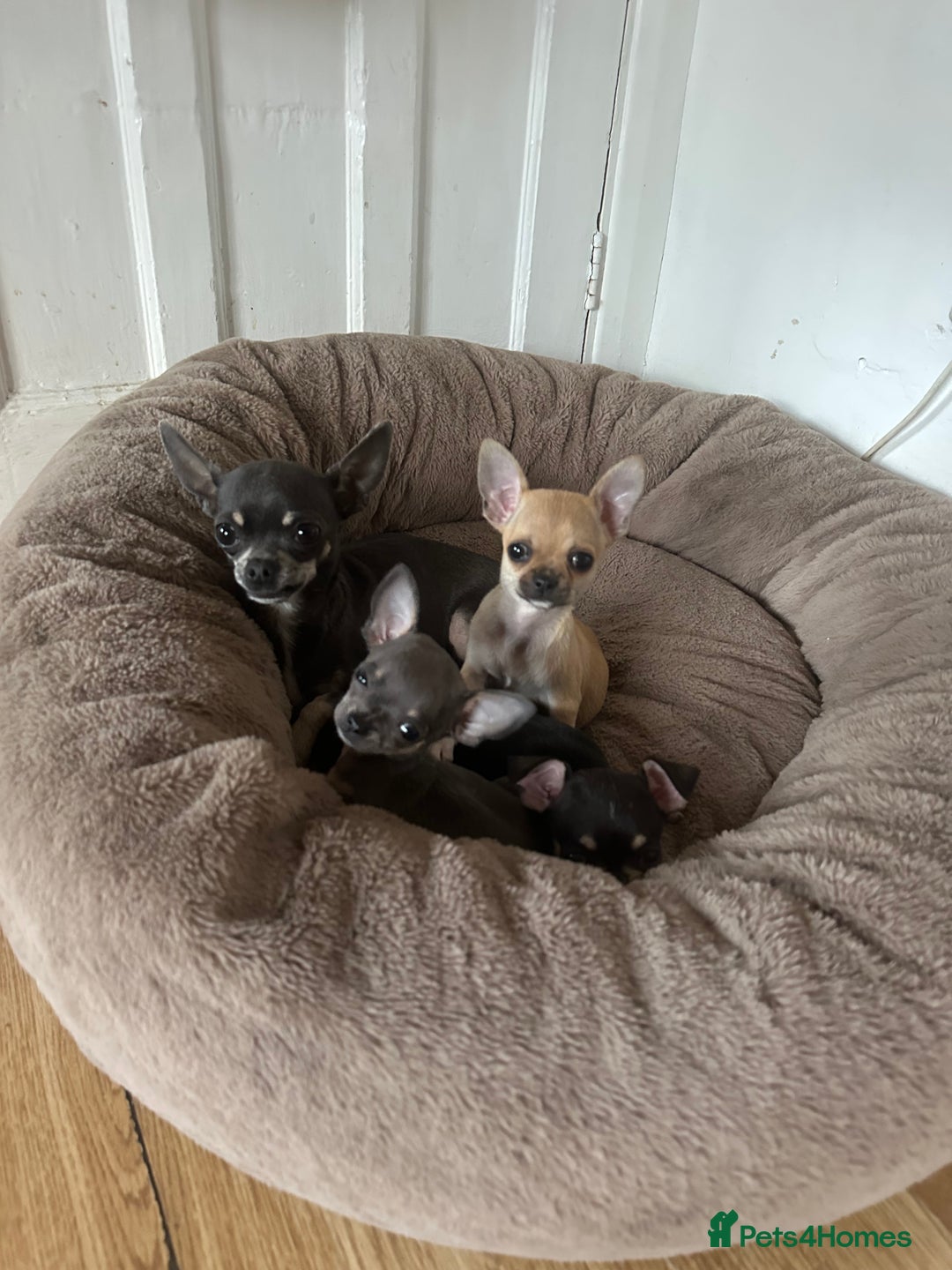 Chihuahua dogs for sale: Chihuahua pups - Image 1