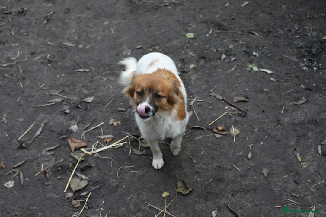 Mixed Breed dogs for adoption: 💖🐶 MIMI 🐶💖 - Advert 7